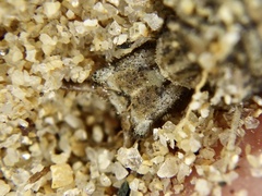 Distoleon contubernallis