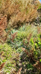 Celmisia major brevis