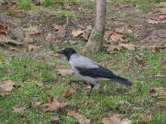 Corvus cornix