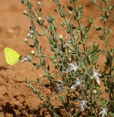 Teucrium racemosum