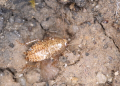 Ectobius pallidus