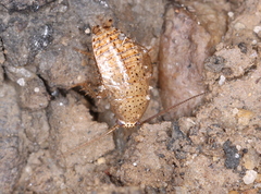 Ectobius pallidus