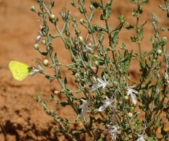 Teucrium racemosum