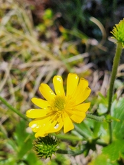 Ranunculus nivicola