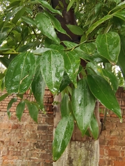 Cinnamomum yabunikkei