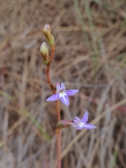 Lobelia gibbosa