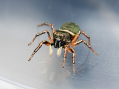 Heliophanus wesolowskae