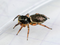 Heliophanus wesolowskae