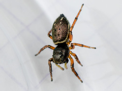 Heliophanus wesolowskae