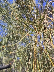 Allocasuarina fraseriana