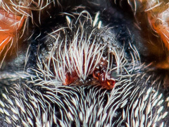 Heliophanus wesolowskae