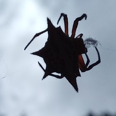 Gasteracantha sanguinolenta
