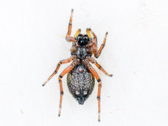 Heliophanus wesolowskae