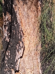 Allocasuarina fraseriana
