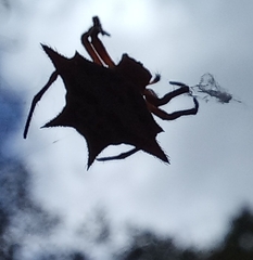 Gasteracantha sanguinolenta
