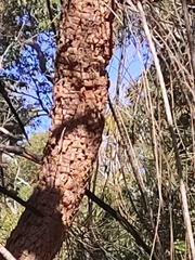 Allocasuarina fraseriana