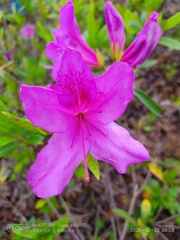 Rhododendron indicum