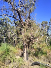 Allocasuarina fraseriana