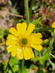 Ranunculus nivicola