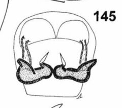 Heliophanus wesolowskae