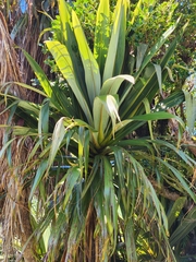 Cordyline indivisa