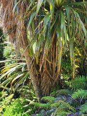 Cordyline indivisa