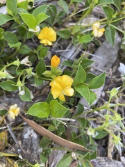Podolobium procumbens