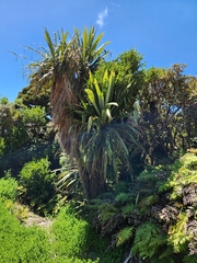 Cordyline indivisa