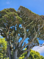 Libocedrus bidwillii