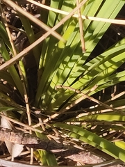 Xanthorrhoea gracilis