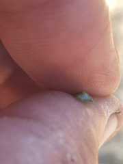 Xanthorrhoea gracilis