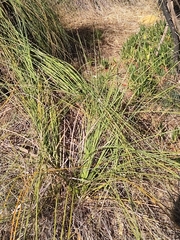 Xanthorrhoea gracilis