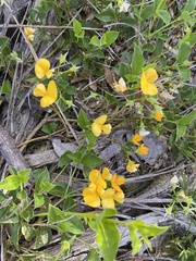 Podolobium procumbens