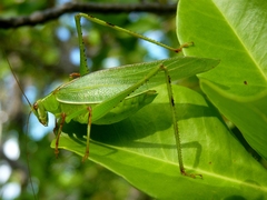 Caedicia