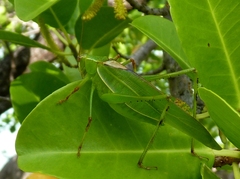 Caedicia