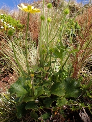 Ranunculus nivicola