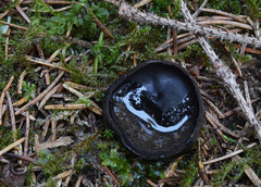 Pseudoplectania nigrella