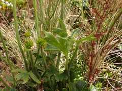 Ranunculus nivicola