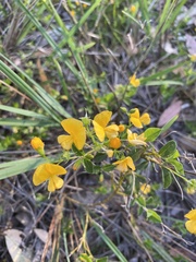 Podolobium procumbens