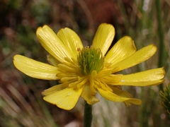 Ranunculus nivicola