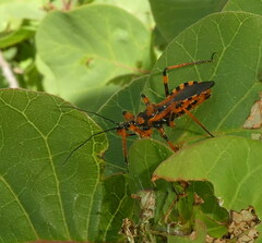 Rhynocoris iracundus