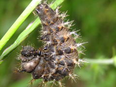 Polygonia c-aureum