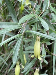 Billardiera macrantha