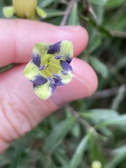 Billardiera macrantha