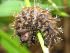 Polygonia c-aureum