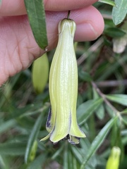 Billardiera macrantha