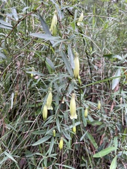 Billardiera macrantha