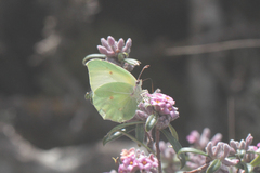 Gonepteryx cleopatra insularis