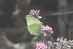 Gonepteryx cleopatra insularis