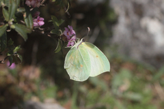 Gonepteryx cleopatra insularis